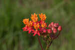 Fewflowered milkweed